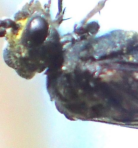 Dolerus sp.